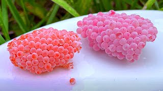 Invasive snail eggs crushed  Apple snail Eggs ASMR 🐌81 [upl. by Melba]