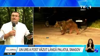 Un urs a fost văzut în zona Palatului Snagov Autoritățile încearcă să captureze animalul [upl. by Joappa]