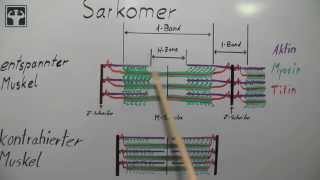 Gleitfilamenttheorie Teil 1 [upl. by Uol]