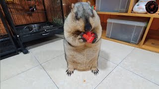 I loved the sound of marmots chewing tomatoes [upl. by Eivi730]