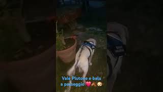 Vale Plutone e balu a passeggio ❤️ 🐴 🐶 neiperte perte ippoterapia petterapy cavallichepassione [upl. by Akinyt981]