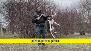 Pies uzależniony od piłki [upl. by Latimer519]