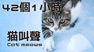 youtuber動物系列42個貓叫聲音效 youtuber Streamer use cat meows Sound Effect 42 [upl. by Nylad]