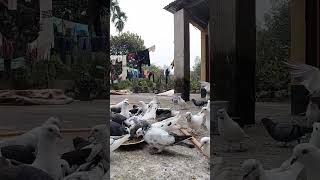 naturelovers birds kobutor kobutorpalonbangladesh kobutorvideo birds [upl. by Travers]