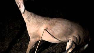 Penetration Test Tiny Stone Arrowpoints on a Deer HD [upl. by Sinnel234]