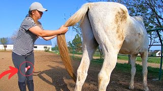 Girl Vet Soothes Horse in a Minute but Why did She do it Look [upl. by Mariquilla]