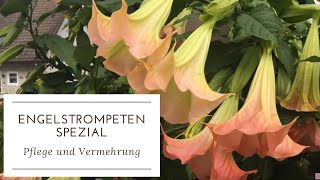 DIYGARTENTIPP ENGELSTROMPETEN Tipps zu Pflege amp Vermehrung mit Buchtipp von Margit Strak [upl. by Ruphina877]