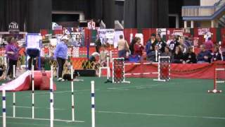 Crown Classic Dog Show 08 Zippity and Zachary Agility runs [upl. by Labina]