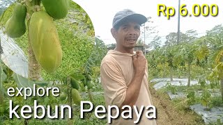 EXPLORE KEBUN PEPAYA CALIFORNIA DESA BESANI 3 TAHUN PRODUKSI [upl. by Naitsirc]