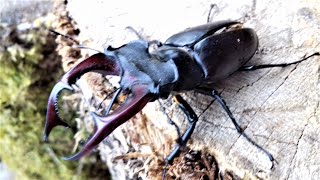 Le Lucane cerfvolant mâle un coléoptère aux mandibules gigantesques impressionnantes [upl. by Arba]