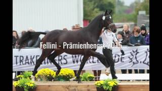 Trakehner Fohlenauktion am 23 Juli 2016 in Hannover [upl. by Verene728]