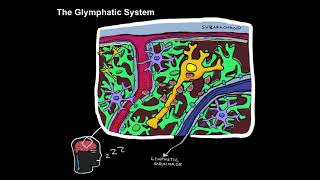 Glymphatic System [upl. by Apoor]