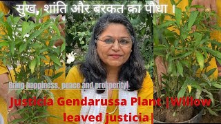 सुख शांति का पौधा Justicia Gendarussa plant Willow leaved [upl. by Yoo]