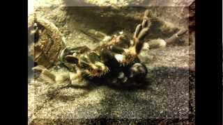 Mutation Mygale Brachypelma Smithi [upl. by Call286]