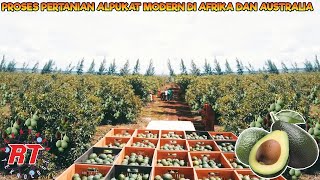 PERTANIAN MODERN ALPUKAT AFRIKA DAN AUSTRALIA  TEKNOLOGI PERTANIAN MODERN [upl. by Gusty739]