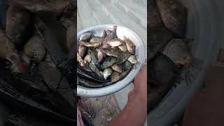 নদীর মিশালি মাছ fish market cute riverfish amazing shortvideo short [upl. by Ellehcrad]