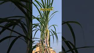 Why to eat SugarcaneBenefits of Sugarcane [upl. by Neehsar550]