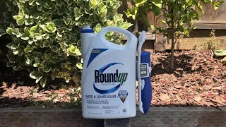 How to poison a tree stump using roundup glyphosate and a paint brush [upl. by Rakel]