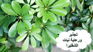 تجذير ورعاية نبات الشفليرا بطريقة سهلة وبسيطة Schefflera [upl. by Ardnoid]