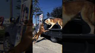 Central Asian Shepherd Dog vs Smaller Breed Dog FaceOffCanine ConfrontationBig vs Small liondog [upl. by Ecerahc]