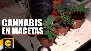 Policía encontró plantas de marihuana en el Cercado de Lima [upl. by Atla]