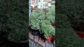 Aralia plant പിടിക്കുന്നില്ലേ ഇതാ ഒരു ഉഗ്രൻ Tip [upl. by Styles]