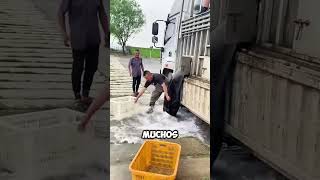 Pescadores luchan contra la PRESIÓN del agua para salvar a los peces 😱 [upl. by Swords]