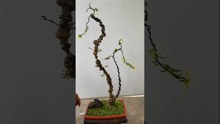 Transform an ugly tree into an artistic bonsai tree  Water jasmine bonsai bonsaitips bonsai [upl. by Jankell]