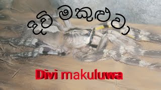 Divi makuluwaදිවි මකුළුවා [upl. by Aritak784]