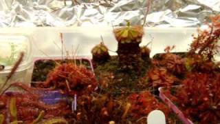 Feeding Medium or Large Sundews  Speeding up the Growth of your Drosera [upl. by Anitsuj]