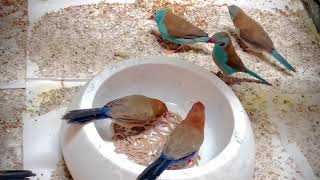 Purple Grenadier Waxbills amp Red Cheeked Cordon Bleu Waxbills [upl. by Hussar]