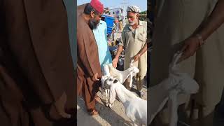 Bakra mandi D G Khan [upl. by Allicserp]