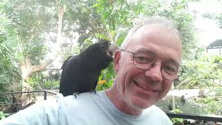 Friendly Redtailed black cockatoo at the Wildlife Habitat Port Douglas [upl. by Nohsed]