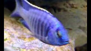 Copadichromis Azureus quotNkhomo Reefquot [upl. by Retrac]