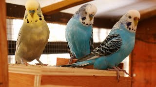 Over 2 Hours of Budgies Playing Singing and Talking in their Aviary [upl. by Nottap]