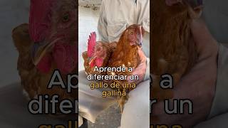 Diferencias entre gallos y GALLINAS PONEDORAS [upl. by Sewel]