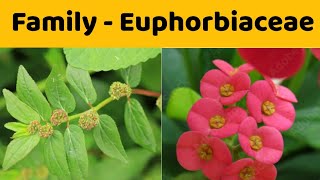 Euphorbiaceae Family  Floral Formula  Economic Importance of Family Euphorbiaceae [upl. by Nylg198]