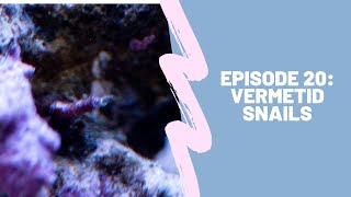 150g Reef Tank Ep 20  Vermetid Snails [upl. by Alrzc]