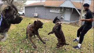 Wild Cane Corso Meets Massive Monsters At Training Drop Off  Obi [upl. by Pinto]