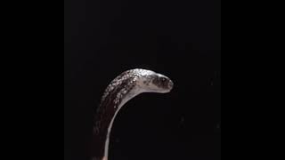 Cobra spitting venom [upl. by Claribel]