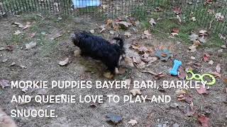 Morkie Puppies Playing SD 480p [upl. by Lemuel]