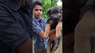 good quality GSD puppy Available dog youtube shorts germanshepherd Mob 8144758656doglover dog [upl. by Eppesiug]