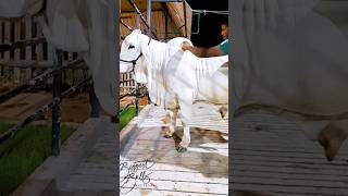 Gorgeous bulls snow white coat is getting combed [upl. by Aidan18]