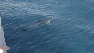 Delfin vor der Küste Fuerteventura 😍 spain europe beach vacation lovely animals dolphin [upl. by Center]