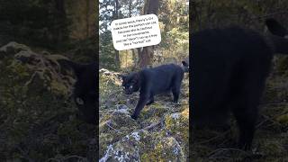 Wobbly cat in a big world cerebellarhypoplasia blackcat adventurecat vanlife [upl. by Ym367]