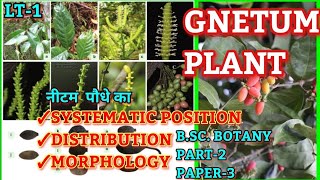 GNETUM Systematic Position distribution amp MorphologyBSc Part2 Botany Lt1brabihar University [upl. by Benjamen746]