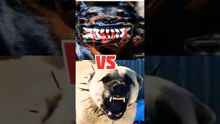 Tibetan Mastiff vs Doberman vs Kangal vs German Shepherd vs dogo argentino [upl. by Watts]