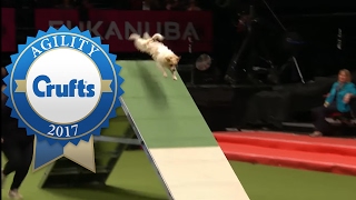 Rescue Dog Agility ft Olly the Jack Russell  Crufts 2017 [upl. by Luap778]