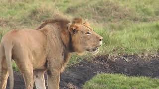 Lions Roaring  Male Lion vs Lioness [upl. by Eynaffit365]