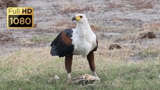 Birds of Botswana Part 1 [upl. by Nilson]